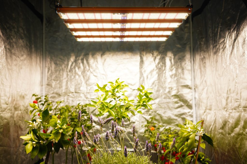 LED Indoor: cultivo cresce a cada ano no Brasil